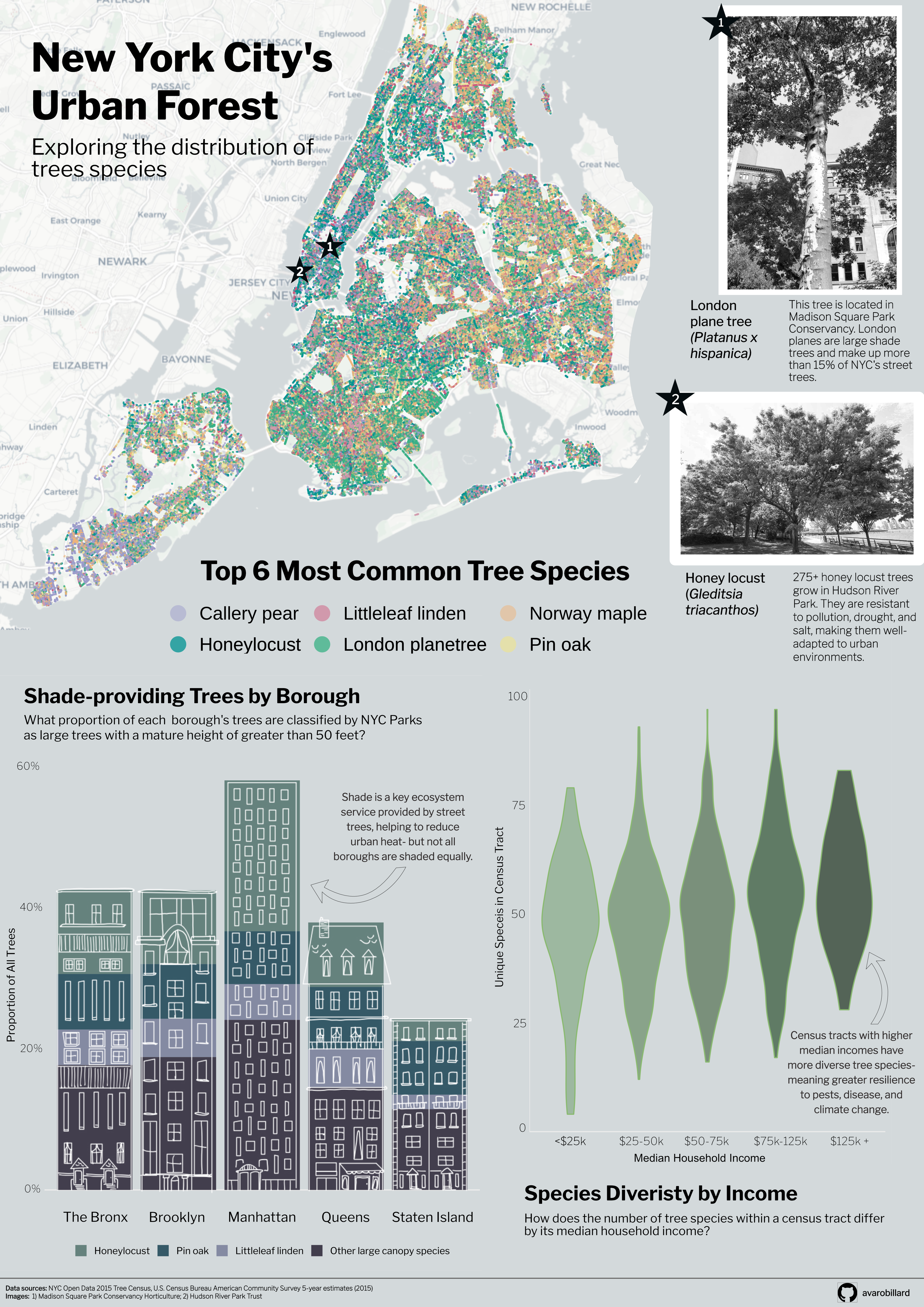 Full infographic exploring street tree species distributions throughout New York City, including a map, stacked bar chart, and violin plot.