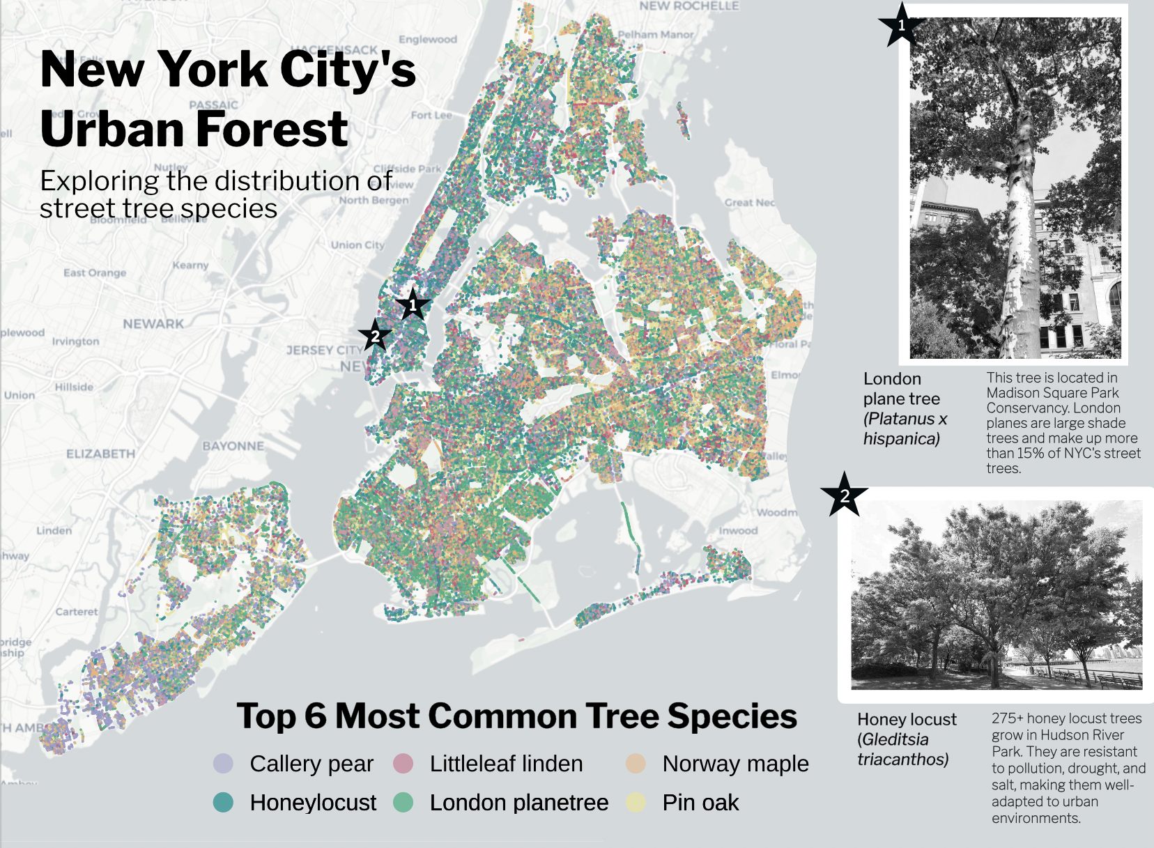 Spatial map of tree species locations.